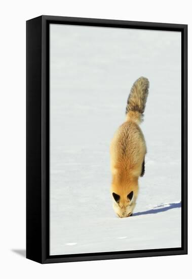 Red Fox Leaping-Ken Archer-Framed Stretched Canvas