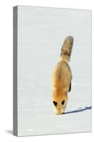 Red Fox Leaping-Ken Archer-Stretched Canvas