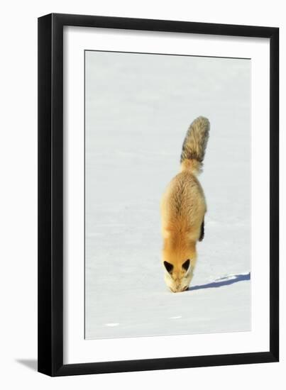 Red Fox Leaping-Ken Archer-Framed Photographic Print