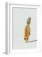 Red Fox Leaping-Ken Archer-Framed Photographic Print