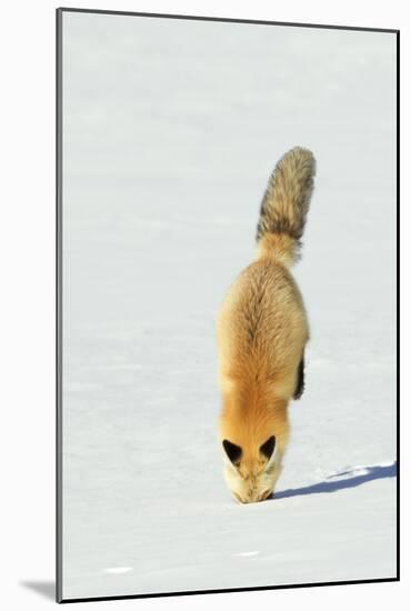 Red Fox Leaping-Ken Archer-Mounted Photographic Print