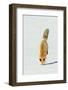 Red Fox Leaping-Ken Archer-Framed Photographic Print