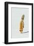 Red Fox Leaping-Ken Archer-Framed Photographic Print