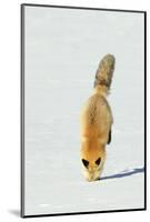 Red Fox Leaping-Ken Archer-Mounted Photographic Print