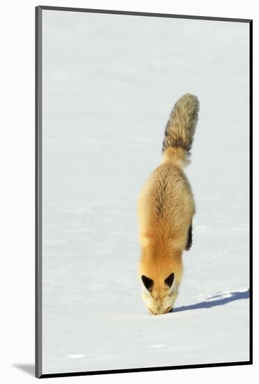 Red Fox Leaping-Ken Archer-Mounted Photographic Print