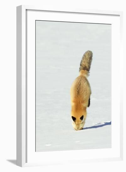 Red Fox Leaping-Ken Archer-Framed Photographic Print