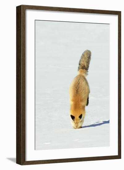 Red Fox Leaping-Ken Archer-Framed Photographic Print