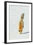 Red Fox Leaping-Ken Archer-Framed Photographic Print