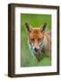 Red fox licking its snout, Berkshire, England, UK-Neil Aldridge-Framed Photographic Print