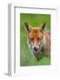 Red fox licking its snout, Berkshire, England, UK-Neil Aldridge-Framed Photographic Print