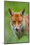 Red fox licking its snout, Berkshire, England, UK-Neil Aldridge-Mounted Photographic Print