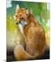 Red Fox Looking Back-Joni Johnson-Godsy-Mounted Giclee Print