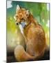 Red Fox Looking Back-Joni Johnson-Godsy-Mounted Giclee Print