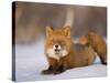 Red Fox Lying, Stretching on Snow, Kronotsky Nature Reserve, Kamchatka, Far East Russia-Igor Shpilenok-Stretched Canvas