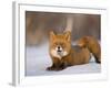 Red Fox Lying, Stretching on Snow, Kronotsky Nature Reserve, Kamchatka, Far East Russia-Igor Shpilenok-Framed Photographic Print