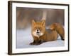 Red Fox Lying, Stretching on Snow, Kronotsky Nature Reserve, Kamchatka, Far East Russia-Igor Shpilenok-Framed Photographic Print