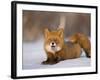 Red Fox Lying, Stretching on Snow, Kronotsky Nature Reserve, Kamchatka, Far East Russia-Igor Shpilenok-Framed Photographic Print