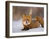 Red Fox Lying, Stretching on Snow, Kronotsky Nature Reserve, Kamchatka, Far East Russia-Igor Shpilenok-Framed Photographic Print