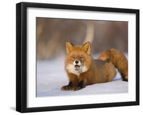 Red Fox Lying, Stretching on Snow, Kronotsky Nature Reserve, Kamchatka, Far East Russia-Igor Shpilenok-Framed Photographic Print