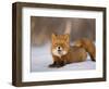 Red Fox Lying, Stretching on Snow, Kronotsky Nature Reserve, Kamchatka, Far East Russia-Igor Shpilenok-Framed Photographic Print