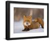 Red Fox Lying, Stretching on Snow, Kronotsky Nature Reserve, Kamchatka, Far East Russia-Igor Shpilenok-Framed Photographic Print