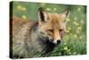 Red Fox Male-null-Stretched Canvas