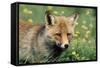 Red Fox Male-null-Framed Stretched Canvas