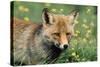 Red Fox Male-null-Stretched Canvas