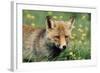 Red Fox Male-null-Framed Photographic Print