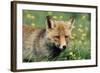 Red Fox Male-null-Framed Photographic Print