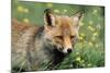 Red Fox Male-null-Mounted Photographic Print