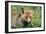 Red Fox Male-null-Framed Photographic Print