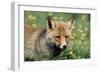 Red Fox Male-null-Framed Photographic Print