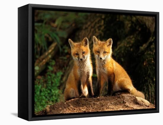 Red Fox near Den Entrance-Adam Jones-Framed Stretched Canvas