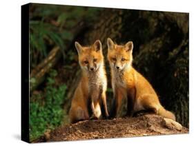 Red Fox near Den Entrance-Adam Jones-Stretched Canvas