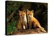 Red Fox near Den Entrance-Adam Jones-Stretched Canvas