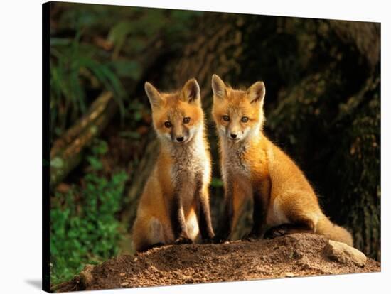 Red Fox near Den Entrance-Adam Jones-Stretched Canvas