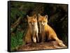 Red Fox near Den Entrance-Adam Jones-Framed Stretched Canvas