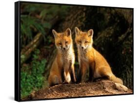 Red Fox near Den Entrance-Adam Jones-Framed Stretched Canvas