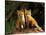 Red Fox near Den Entrance-Adam Jones-Stretched Canvas