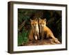 Red Fox near Den Entrance-Adam Jones-Framed Premium Photographic Print