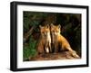 Red Fox near Den Entrance-Adam Jones-Framed Premium Photographic Print