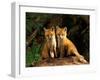 Red Fox near Den Entrance-Adam Jones-Framed Premium Photographic Print