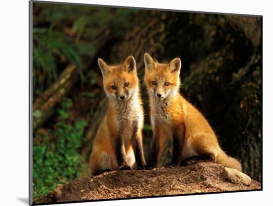 Red Fox near Den Entrance-Adam Jones-Mounted Premium Photographic Print