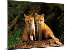 Red Fox near Den Entrance-Adam Jones-Mounted Premium Photographic Print