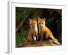 Red Fox near Den Entrance-Adam Jones-Framed Photographic Print