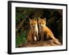 Red Fox near Den Entrance-Adam Jones-Framed Photographic Print