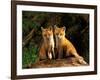 Red Fox near Den Entrance-Adam Jones-Framed Photographic Print