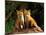 Red Fox near Den Entrance-Adam Jones-Mounted Photographic Print