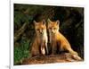 Red Fox near Den Entrance-Adam Jones-Framed Photographic Print